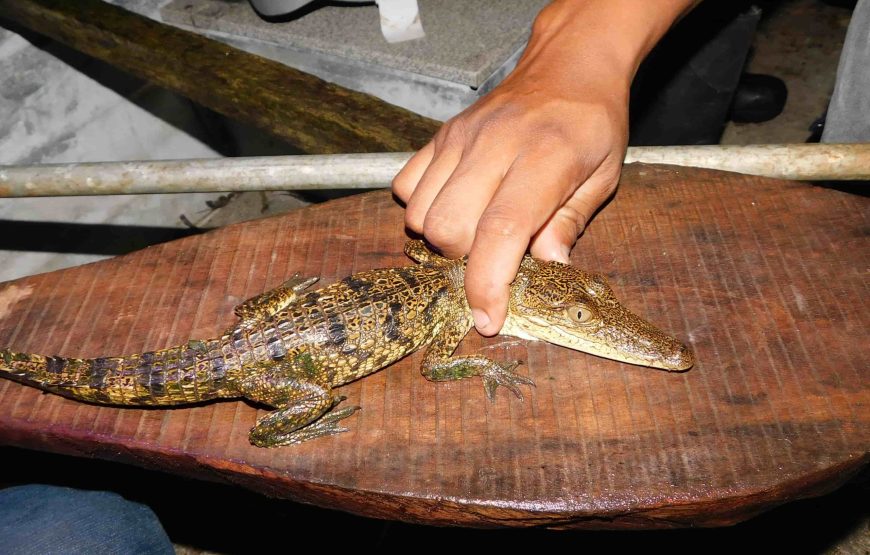Crocodile Adventure at Costa Maya