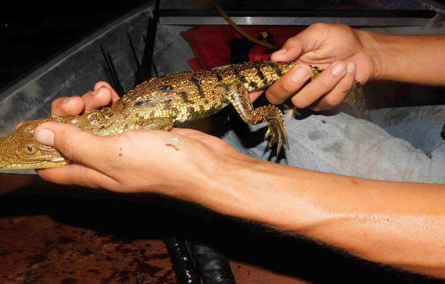 Crocodile Adventure at Costa Maya